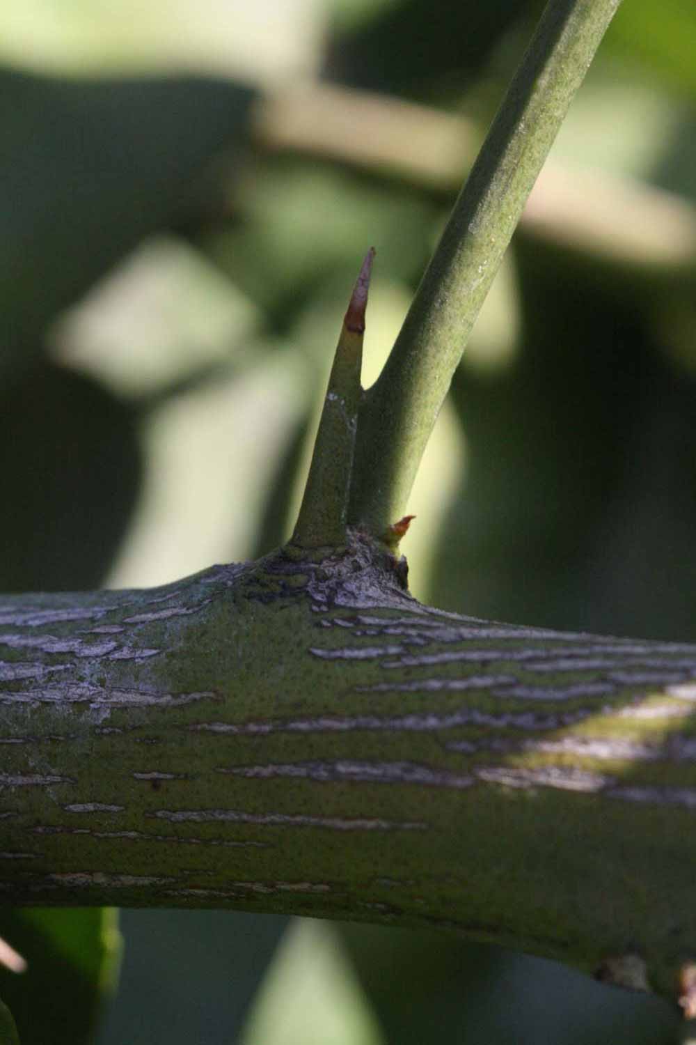             Second - third year twig (Riverside, CA)       